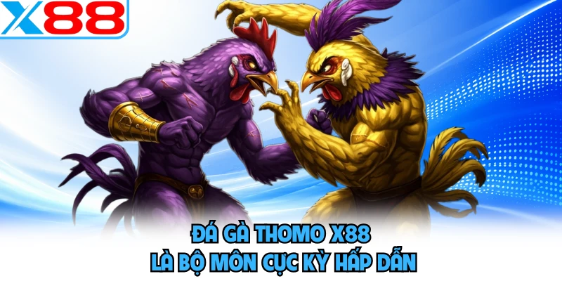 Đá gà Thomo X88 là bộ môn cực kỳ hấp dẫn