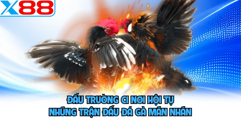 Đấu trường C1 nơi hội tụ những trận đấu đá gà mãn nhãn