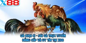Gà Chọi C1 - Sới Gà Trực Tuyến Đẳng Cấp Và Uy Tín Tại X88